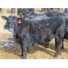 Image 9 : David Garvey - 810# Steers - 75 Head (Wapella, SK)