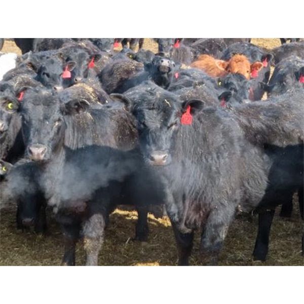 David Garvey - 725# Steers - 85 Head (Wapella, SK)