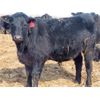 Image 6 : David Garvey - 725# Steers - 85 Head (Wapella, SK)