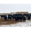 Image 1 : HB Outdoor Ltd. & Woodrow Stewart - 700# Steers - 140 Head (Hazenmore, SK)