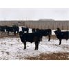Image 2 : HB Outdoor Ltd. & Woodrow Stewart - 700# Steers - 140 Head (Hazenmore, SK)
