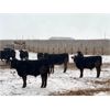 Image 3 : HB Outdoor Ltd. & Woodrow Stewart - 700# Steers - 140 Head (Hazenmore, SK)