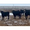 Image 4 : HB Outdoor Ltd. & Woodrow Stewart - 700# Steers - 140 Head (Hazenmore, SK)