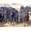 Image 2 : David Garvey - 725# Heifers - 85 Head (Wapella, SK)