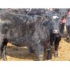 Image 6 : David Garvey - 725# Heifers - 85 Head (Wapella, SK)