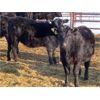 Image 10 : Robin Poole & Wayne Grose - 835# September Grass Heifers - 65 Head (Moosomin, SK)