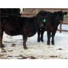 Image 3 : Robin Poole & Wayne Grose - 835# September Grass Heifers - 65 Head (Moosomin, SK)