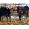 Image 7 : Robin Poole & Wayne Grose - 835# September Grass Heifers - 65 Head (Moosomin, SK)