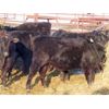Image 8 : Robin Poole & Wayne Grose - 835# September Grass Heifers - 65 Head (Moosomin, SK)