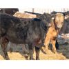 Image 9 : Robin Poole & Wayne Grose - 975# September Grass Steers - 55 Head (Moosomin, SK)