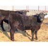 Image 3 : Robin Poole & Wayne Grose - 875# September Grass Steers - 60 Head (Moosomin, SK)