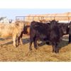 Image 6 : Robin Poole & Wayne Grose - 875# September Grass Steers - 60 Head (Moosomin, SK)