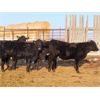 Image 7 : Robin Poole & Wayne Grose - 875# September Grass Steers - 60 Head (Moosomin, SK)