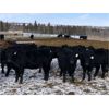 Image 4 : Shane Billings - 1050# September Grass Heifers - 60 Head (Sundre, AB)