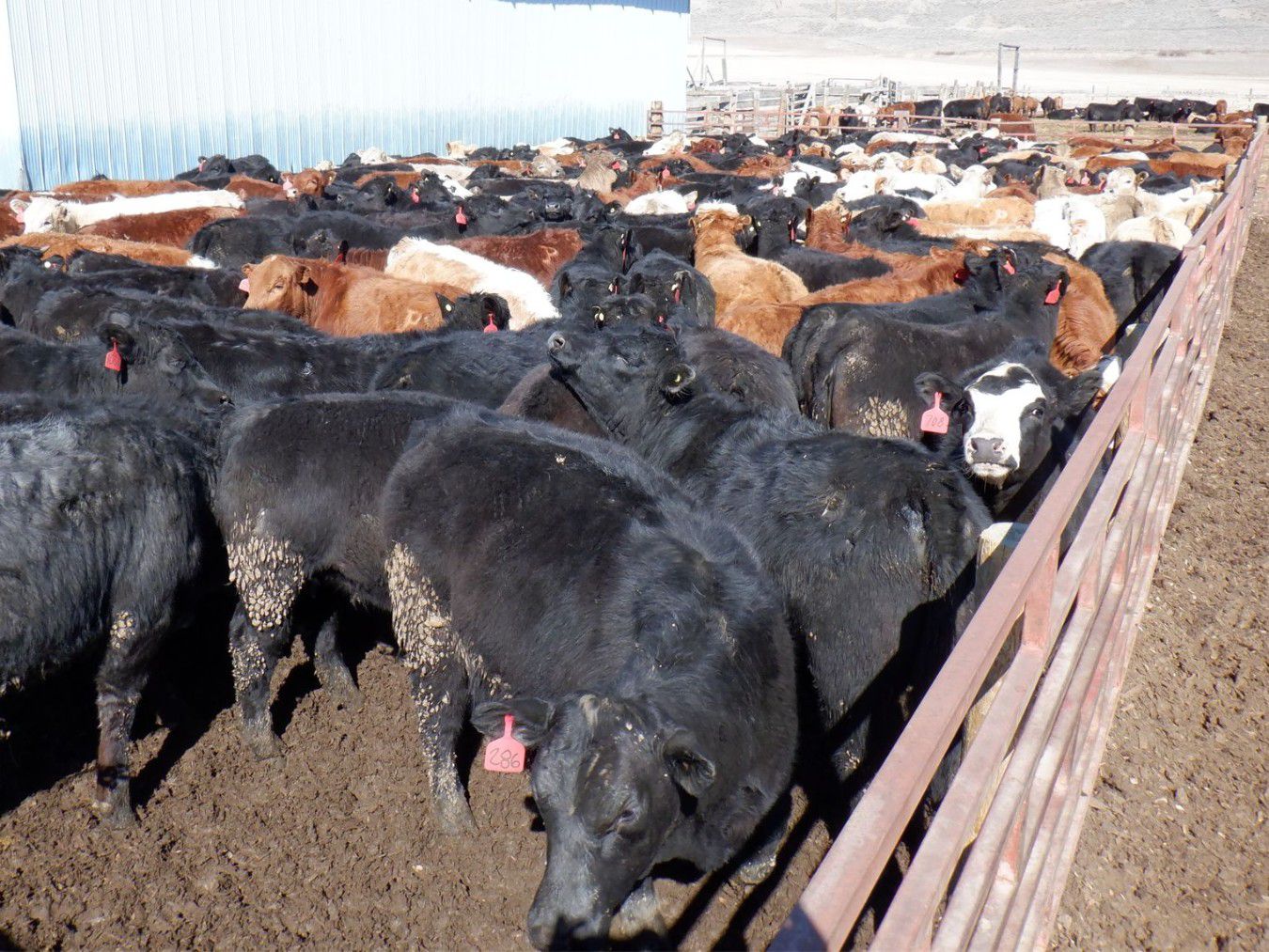 Semlin Valley Ranch - 925# June Heifers - 195 Head (Cache Creek, BC ...