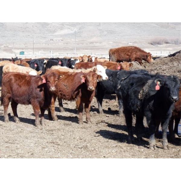 Semlin Valley Ranch - 930# October Grass Heifers - 340 Head (Cache ...
