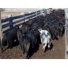 Image 3 : Semlin Valley Ranch - 840# June Heifers - 230 Head (Cache Creek, BC)