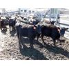 Image 4 : Semlin Valley Ranch - 840# June Heifers - 230 Head (Cache Creek, BC)