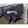 Image 5 : Semlin Valley Ranch - 840# June Heifers - 230 Head (Cache Creek, BC)