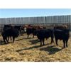 Image 4 : Raymond Farms - 740# Steers - 87 Head (Strathmore, AB)