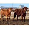 Image 6 : Westview Cattle Co. - 1000# September Grass Heifers - 180 Head (Consort, AB)