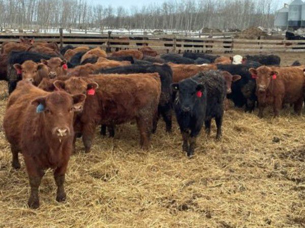 45 Ranch Range 45 Ranch Ltd. - 700# Heifers - 150 Head (Dewberry, AB) - Team ...