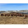 Image 2 : Rick Murphy - 975# September Grass Heifers - 190 Head (Lloydminster, AB)