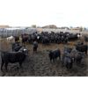Image 2 : Ryan Chipman - 840# Heifers - 120 Head (Raymond, AB)