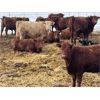 Image 2 : Moose Creek Red Angus Ltd. - 850# September Grass Heifers - 200 Head (Kisbey, SK)