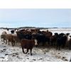 Image 3 : Moose Creek Red Angus Ltd. - 850# September Grass Heifers - 200 Head (Kisbey, SK)