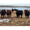 Image 2 : Living Sky Beef Inc. - 20 Black Angus X Bred Heifers (Minton, SK)