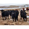 Image 3 : Living Sky Beef Inc. - 20 Black Angus X Bred Heifers (Minton, SK)