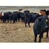 Image 4 : Living Sky Beef Inc. - 20 Black Angus X Bred Heifers (Minton, SK)