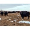 Image 5 : Living Sky Beef Inc. - 20 Black Angus X Bred Heifers (Minton, SK)