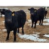 Image 6 : Living Sky Beef Inc. - 20 Black Angus X Bred Heifers (Minton, SK)