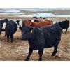 Image 7 : Living Sky Beef Inc. - 20 Black Angus X Bred Heifers (Minton, SK)