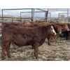 Image 2 : Don & Mike Petersen - 740# Steer Calves - 85 Head (Sundre, AB)