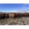 Image 4 : Don & Mike Petersen - 740# Steer Calves - 85 Head (Sundre, AB)