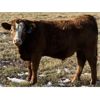 Image 6 : Don & Mike Petersen - 740# Steer Calves - 85 Head (Sundre, AB)