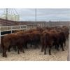 Image 2 : Soderglen Ranches Ltd. - 780# Steers - 70 Head (Airdrie, AB)