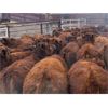Image 3 : Soderglen Ranches Ltd. - 780# Steers - 70 Head (Airdrie, AB)
