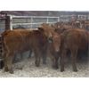 Image 4 : Soderglen Ranches Ltd. - 780# Steers - 70 Head (Airdrie, AB)