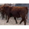 Image 5 : Soderglen Ranches Ltd. - 780# Steers - 70 Head (Airdrie, AB)