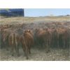 Image 6 : Soderglen Ranches Ltd. - 780# Steers - 70 Head (Airdrie, AB)