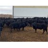 Image 2 : Soderglen Ranches Ltd. - 820# Steers - 77 Head (Airdrie, AB)