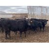 Image 3 : Soderglen Ranches Ltd. - 820# Steers - 77 Head (Airdrie, AB)