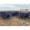 Image 4 : Soderglen Ranches Ltd. - 820# Steers - 77 Head (Airdrie, AB)