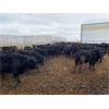Image 5 : Soderglen Ranches Ltd. - 820# Steers - 77 Head (Airdrie, AB)