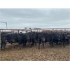 Image 6 : Soderglen Ranches Ltd. - 820# Steers - 77 Head (Airdrie, AB)