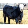 Image 12 : Leon Torkelson - 775# Heifers - 81 Head (Millicent, AB)